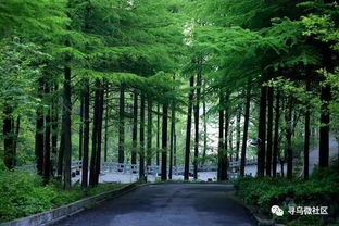 为寻乌点赞 我县全面推行林长制，筑牢绿色生态屏障