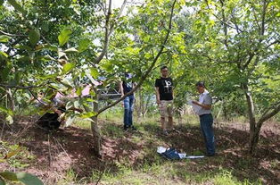 重庆巫山 6.3万亩核桃产业助力脱贫攻坚