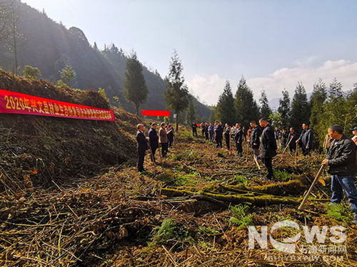 我县开展林业生态恢复司法补种复绿活动